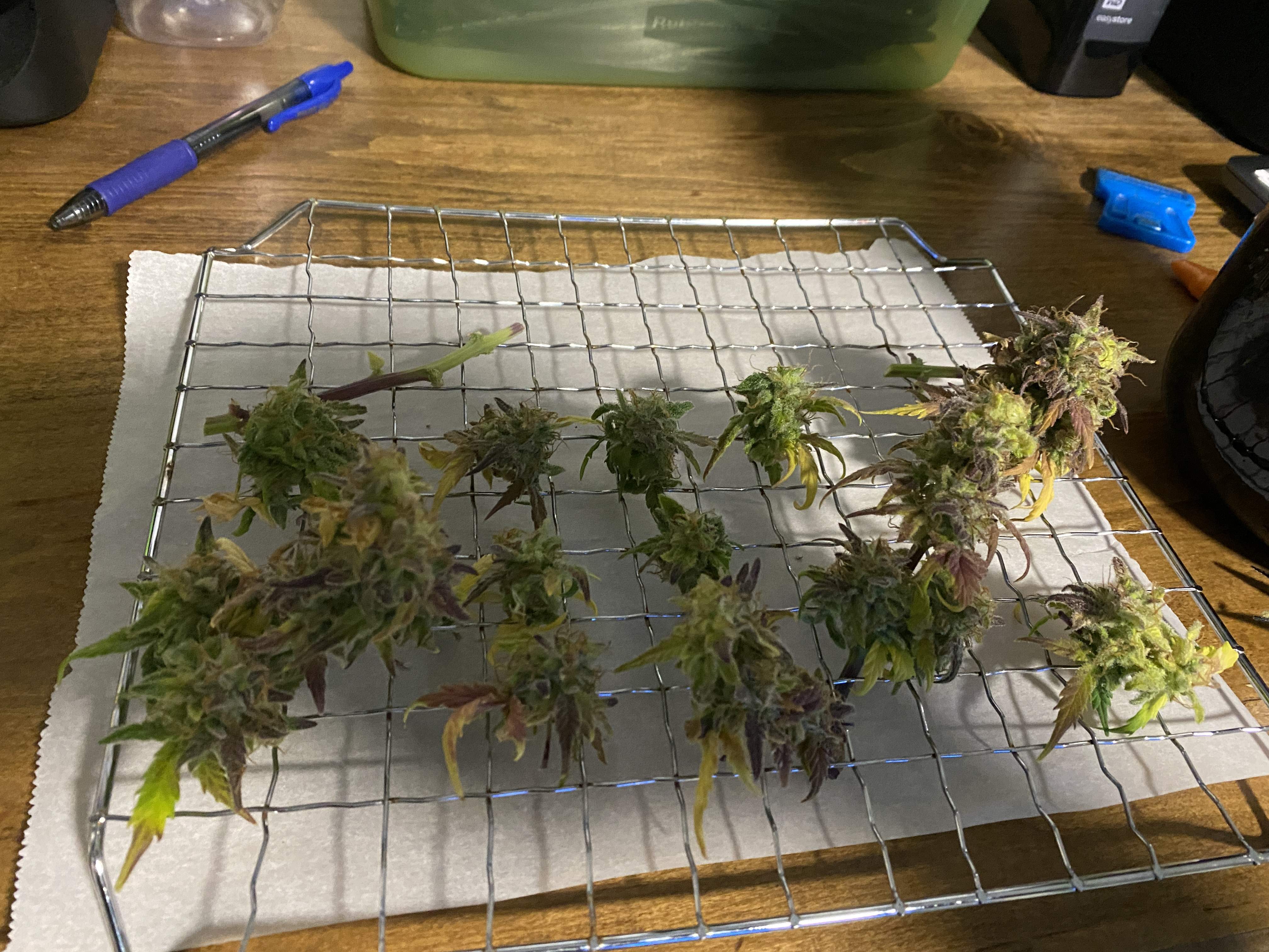 Sweet Seeds Cream Caramel Auto® grow diary (journal) harvest9 by