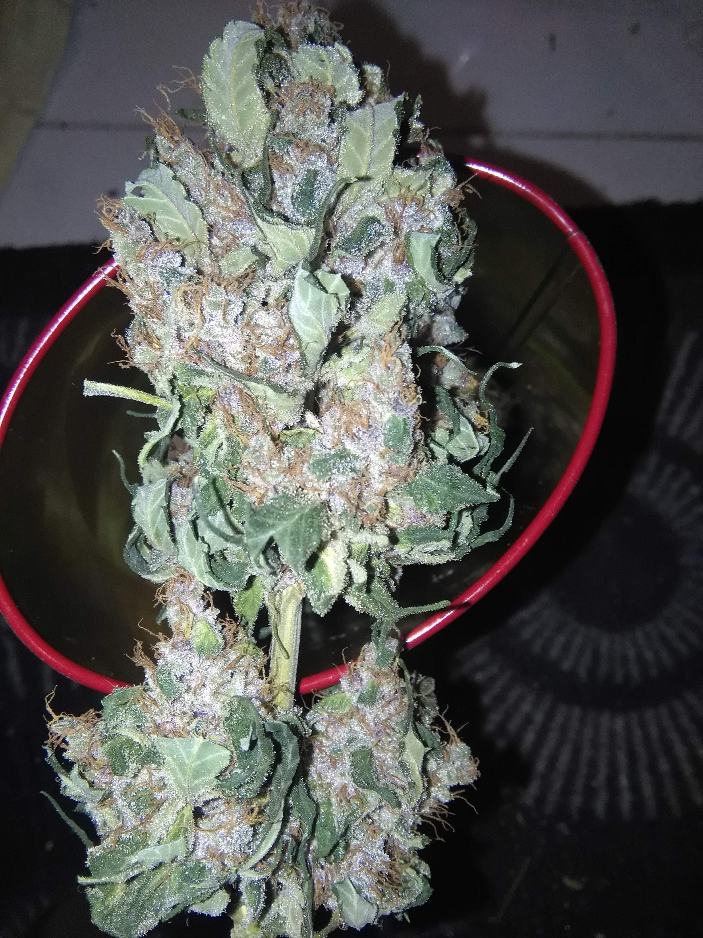 Zamnesia Seeds Sour Diesel, Zamnesia Seeds Purple Punch, Zamnesia Seeds