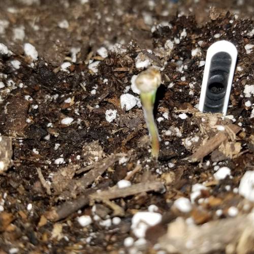 FastBuds Tangie'Matic. Week 1 - Day 1 Plant B