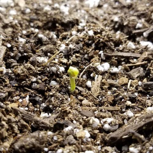 FastBuds Tangie'Matic. Week 1 - Day 2 Plant A