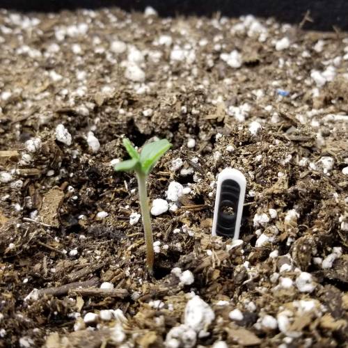 FastBuds Tangie'Matic. Week 1 - Day 2 Plant B