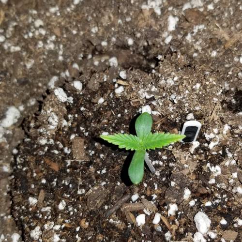 FastBuds Tangie'Matic. Week 1 - Plant B Day 3