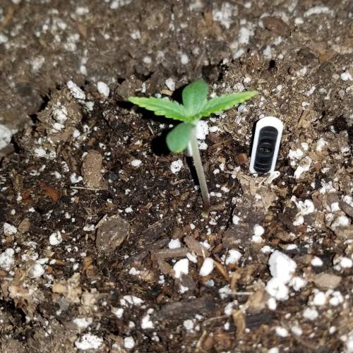 FastBuds Tangie'Matic. Week 1 - Plant B Day 3 looking amazing 