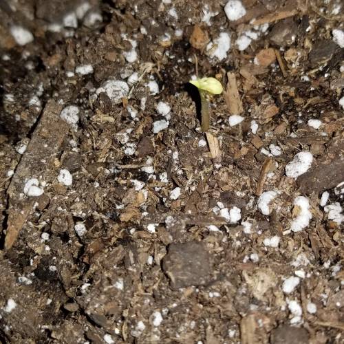 FastBuds Tangie'Matic. Week 1 - Plant A Not doing good.