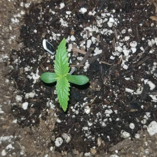 FastBuds Tangie'Matic. Week 1 - Day 4 