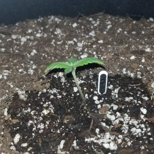 FastBuds Tangie'Matic. Week 1 - Day 4