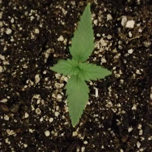 FastBuds Tangie'Matic. Week 1 - Day 6