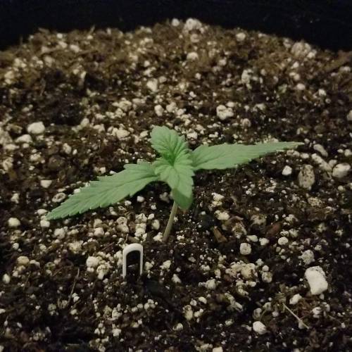 FastBuds Tangie'Matic. Week 1 - Day 6