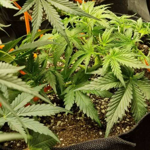 FastBuds Tangie'Matic. Week 3 - Day 18