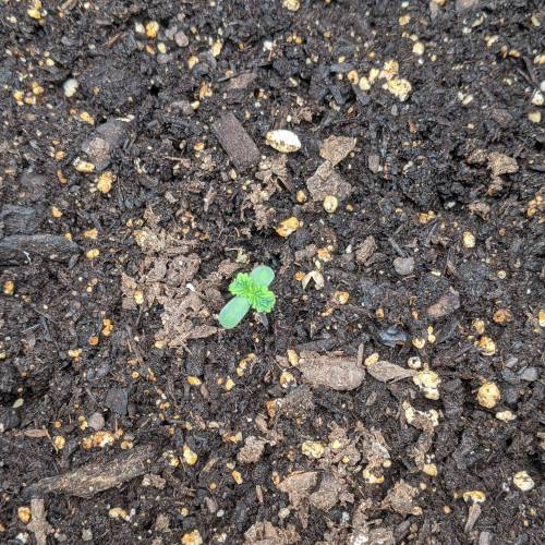 First grow - Red Poison & Zkittlez OG. Week 1 - Red Poison D6 4/10