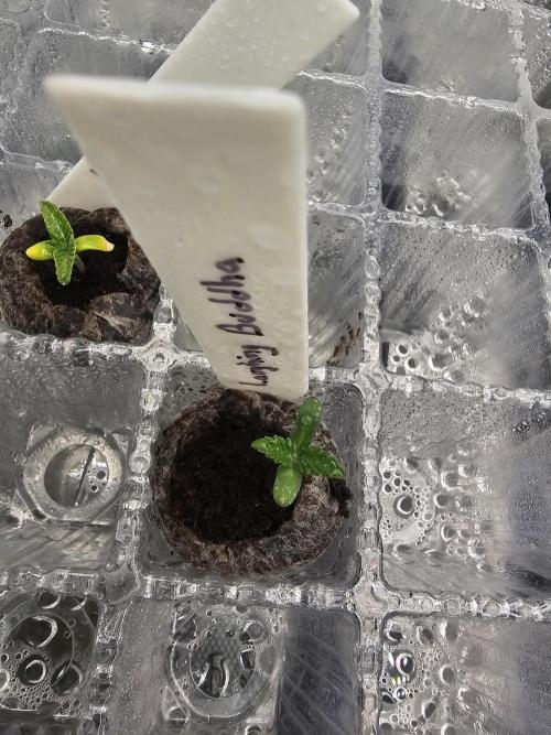 Buddha. Week 1