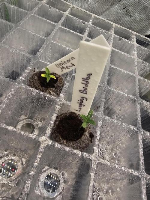 Buddha. Week 1