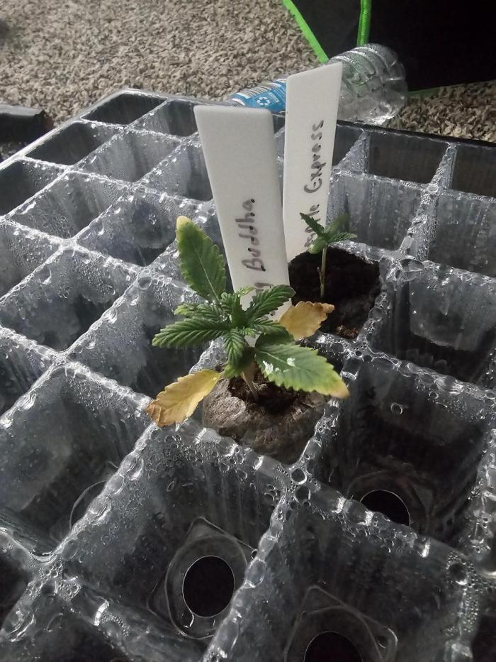 Buddha. Week 4 - Still in the early stages 