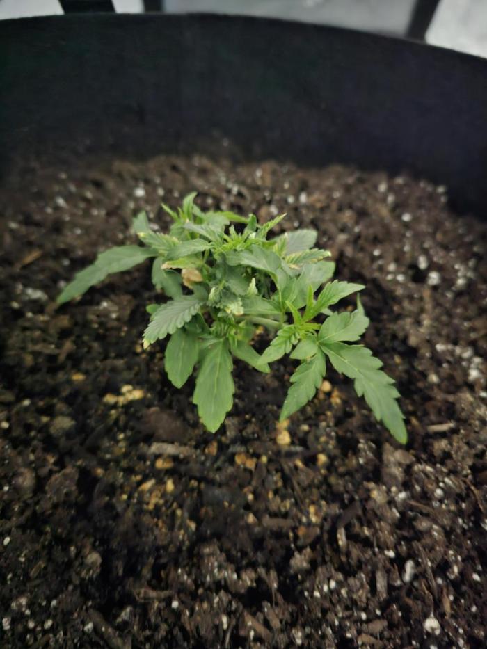 Buddha. Week 5 - pot transfer