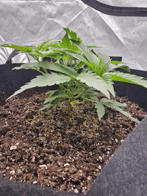 Buddha. Week 6