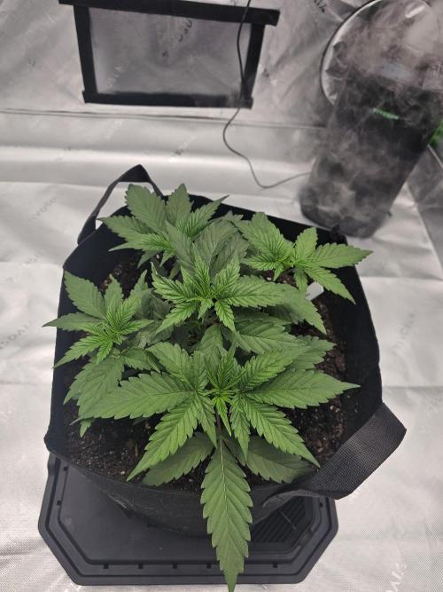 Buddha. Week 6 - The following Tuesday