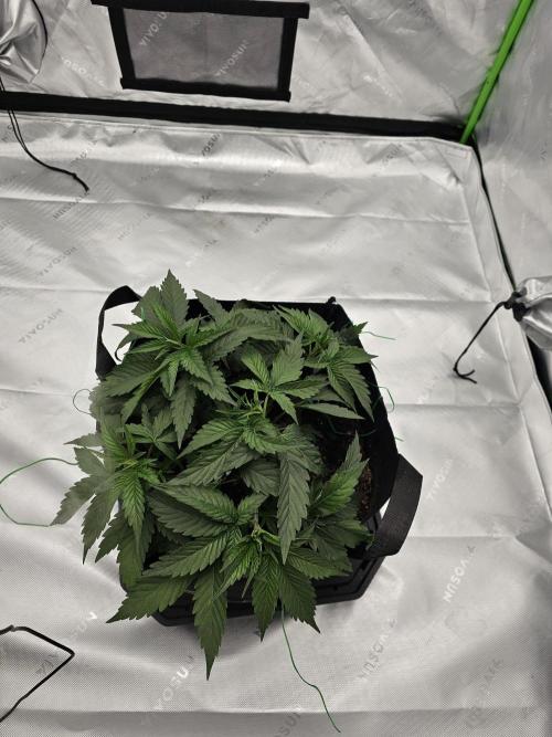 Buddha. Week 7