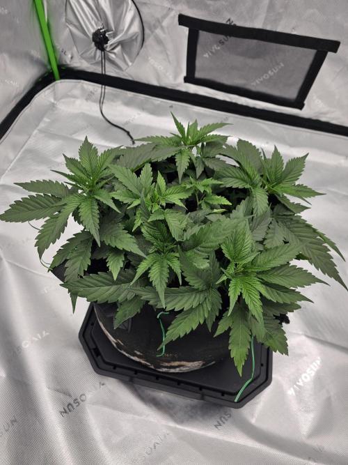 Buddha. Week 7