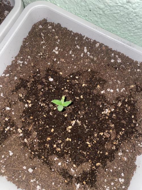 Tangerine Kush Auto/Gelato 33# fast. Week 0