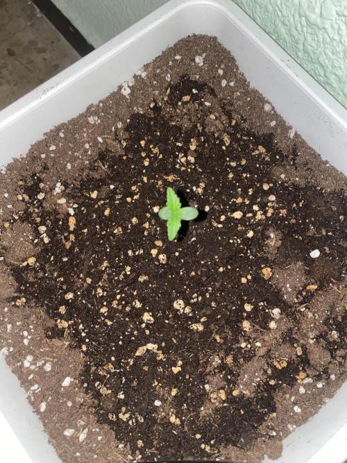 Tangerine Kush Auto/Gelato 33# fast. Week 0