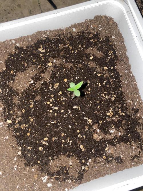 Tangerine Kush Auto/Gelato 33# fast. Week 0