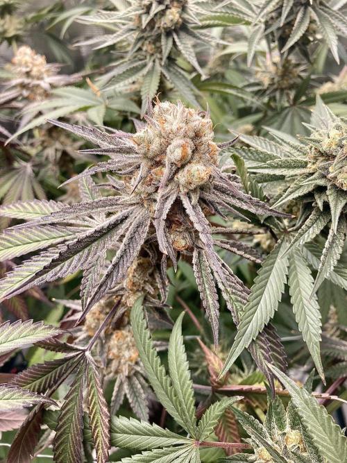 Delicious Cookies návrat do 2022. Week 14