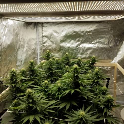 sour diesel and 1024 nextlight mega led. Week 3 - With the light