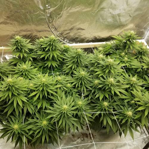 sour diesel and 1024 nextlight mega led. Week 3