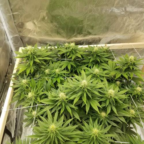 sour diesel and 1024 nextlight mega led. Week 3 - 1024