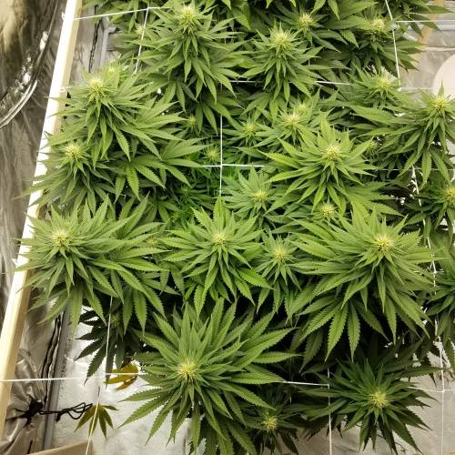 sour diesel and 1024 nextlight mega led. Week 3 - Sourdiesl 