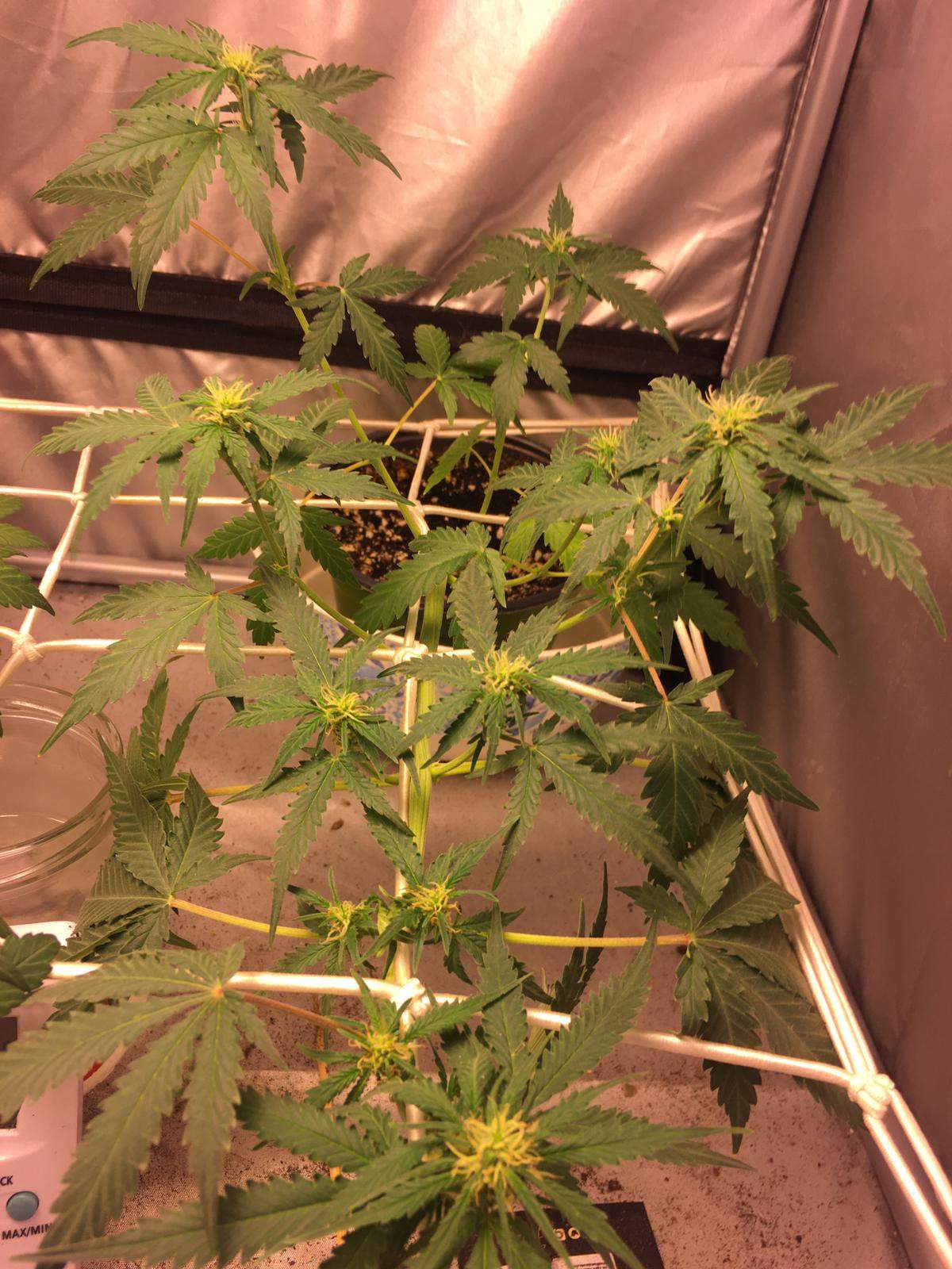Fast Buds Blackberry Auto, Fast Buds White Widow Auto grow diary
