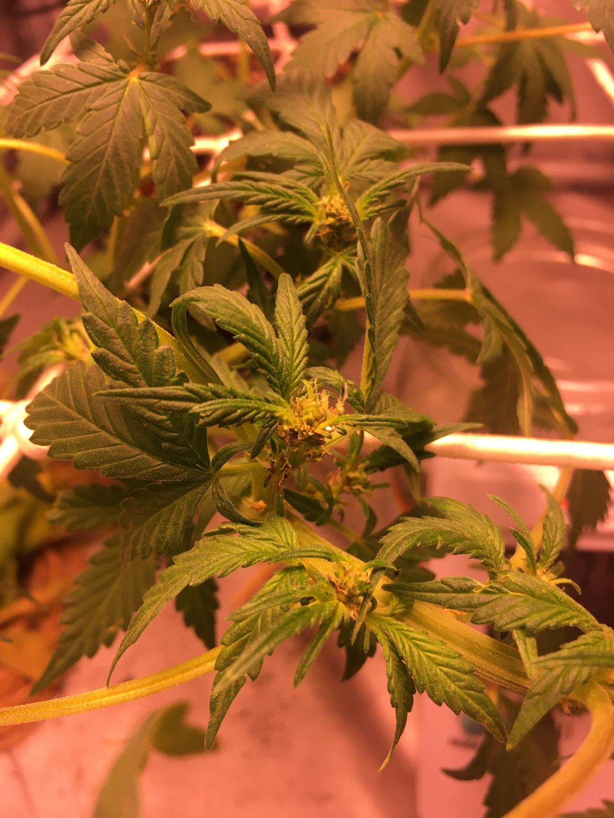 Fast Buds Blackberry Auto, Fast Buds White Widow Auto grow diary