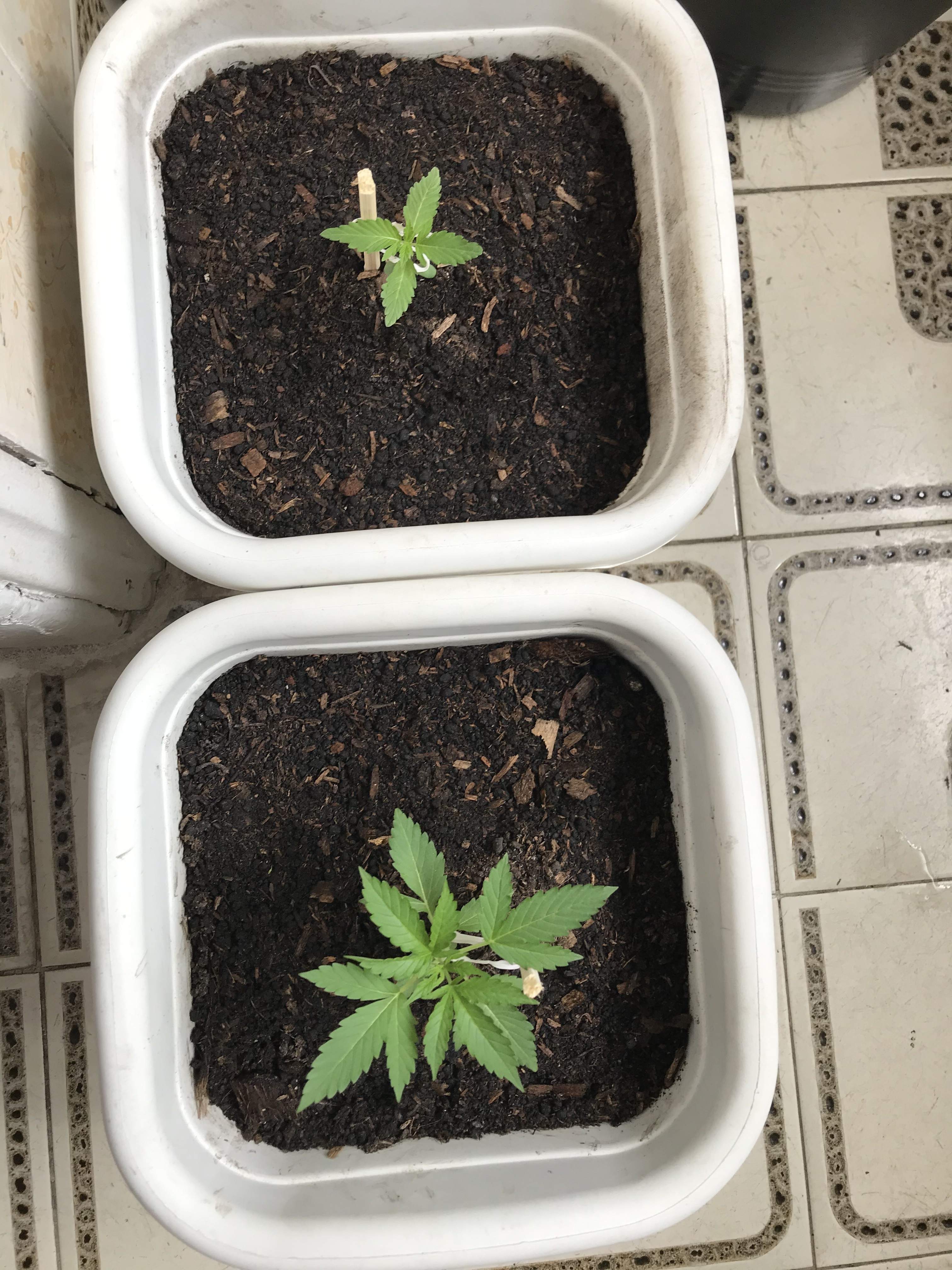 Santa semilla, Cream caramel auto grow diary (journal) week3 by