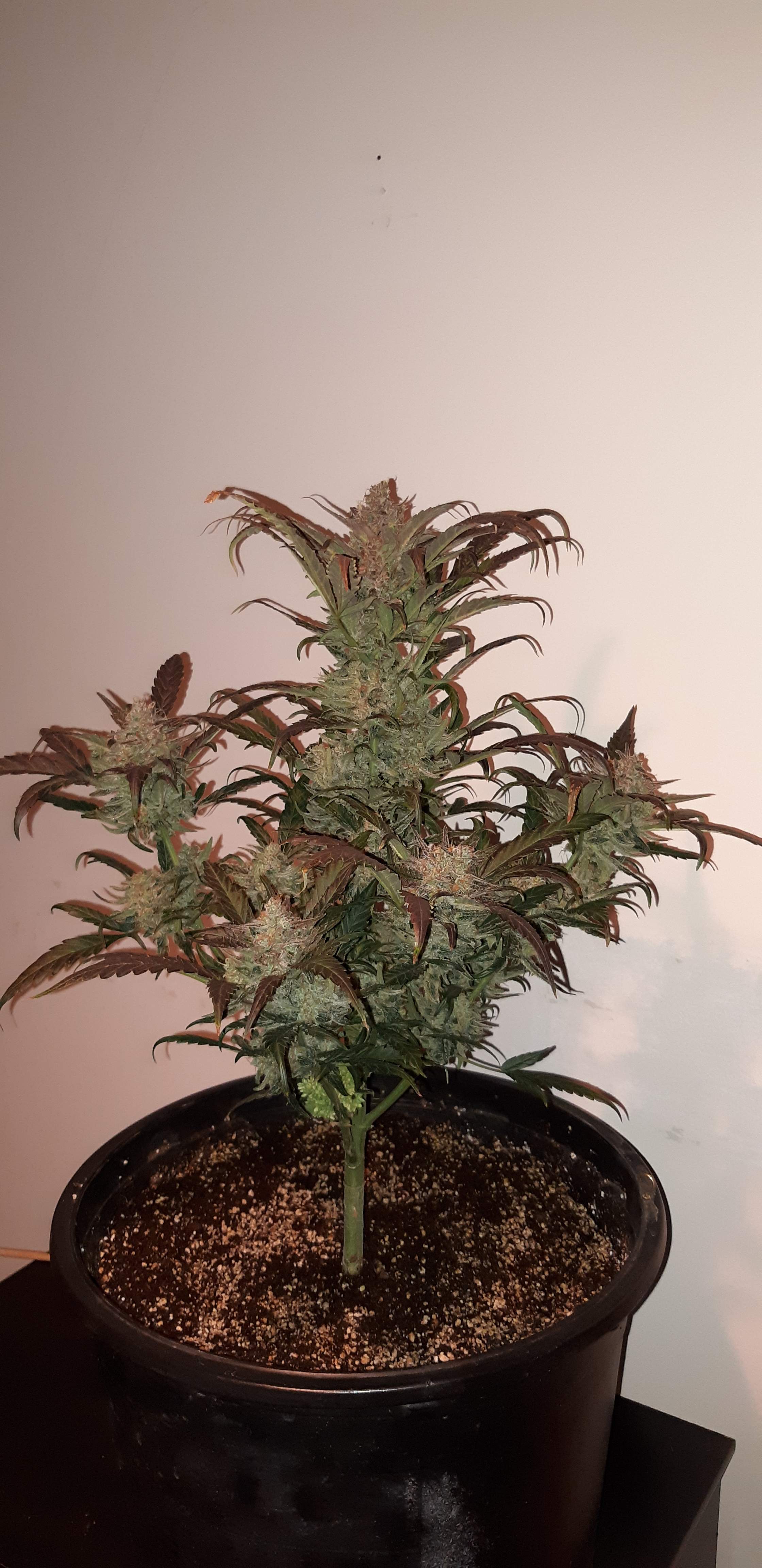 Seedsman Strawberry Cheesecake Auto grow diary (journal) harvest12 by