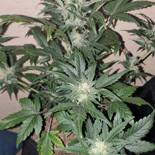 Fastbuds blue dreamatic . Week 7