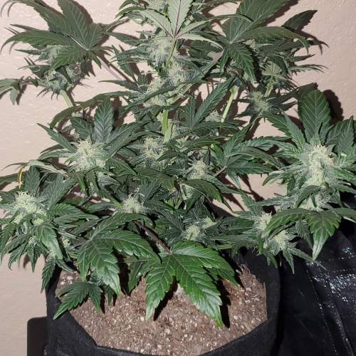 Fastbuds blue dreamatic . Week 7