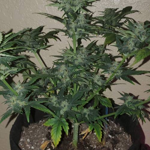 Fastbuds blue dreamatic . Week 8