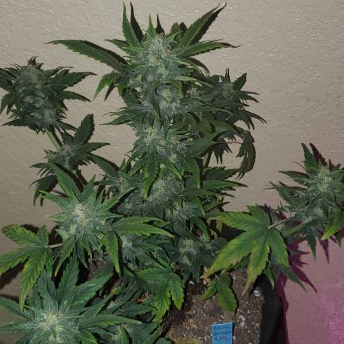 Fastbuds blue dreamatic . Week 8