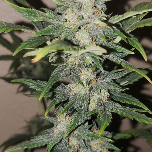 Fastbuds blue dreamatic . Week 8