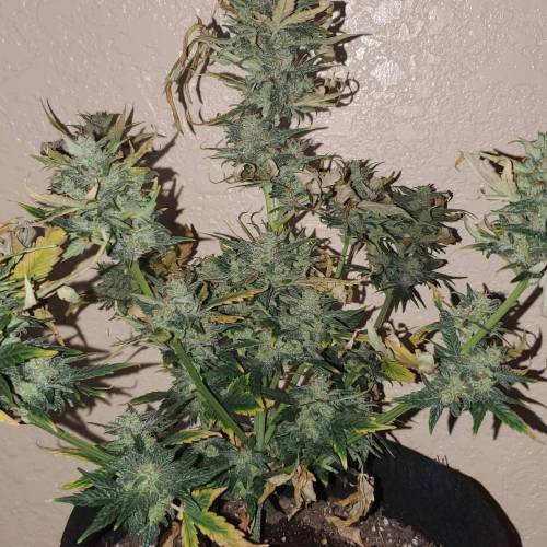 Fastbuds blue dreamatic . Week 9