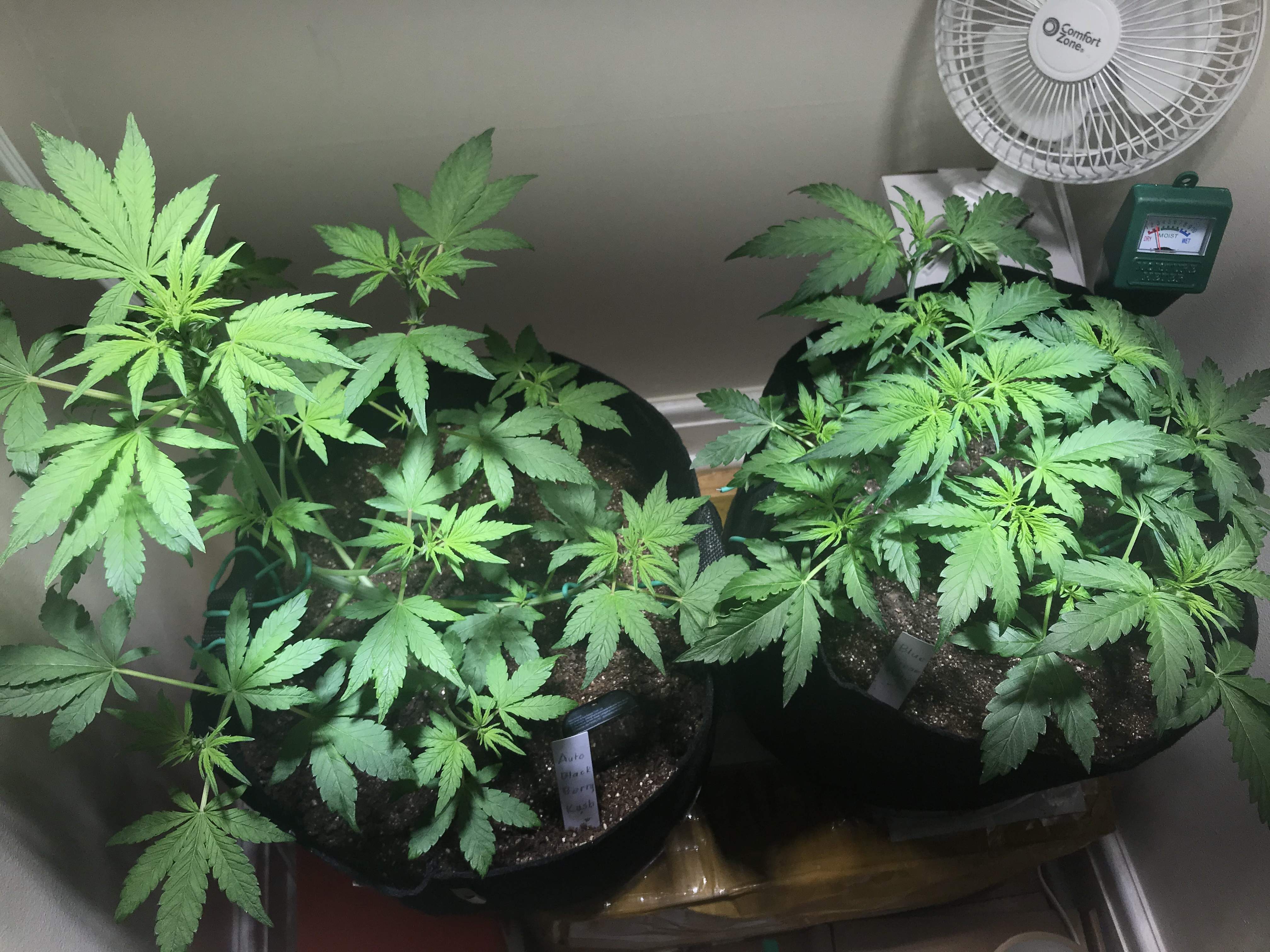 Fast Buds Blue Dream Auto, Dutch Passion Auto Blackberry Kush grow