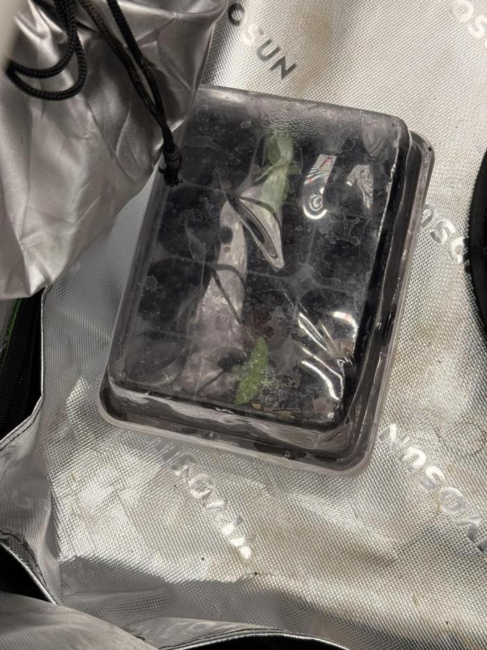 Lemonpaya coco fall 2025. Week 1