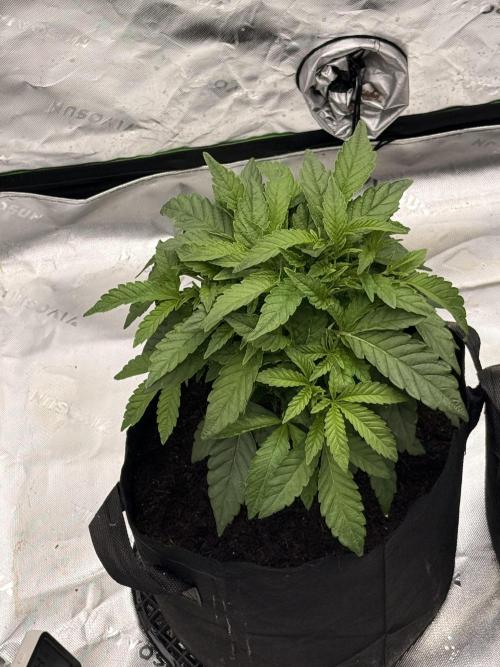 mellowz* grape gas x spritzer 2025. Week 6