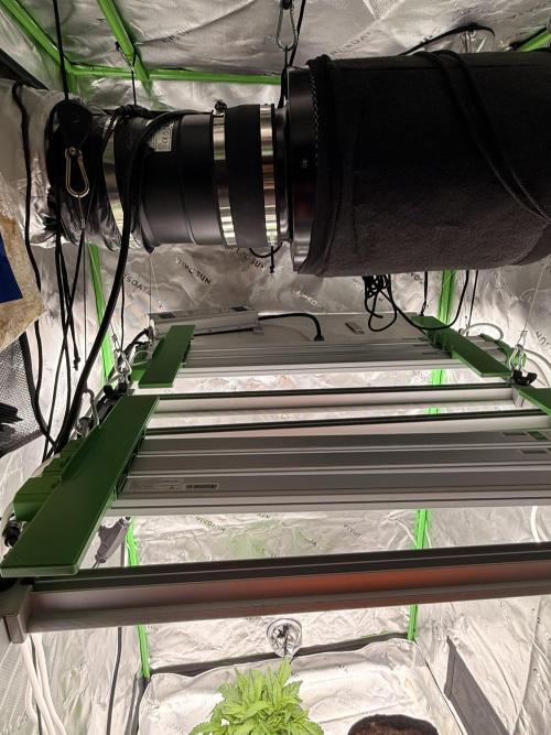 mellowz* grape gas x spritzer 2025. Week 6