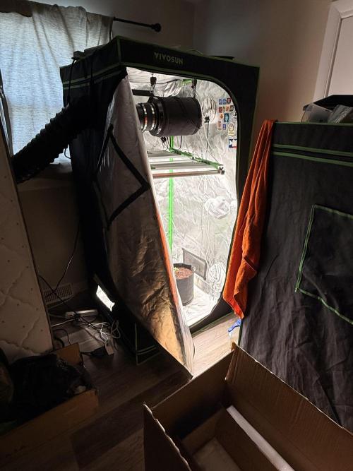 Lemonpaya coco fall 2025. Week 2