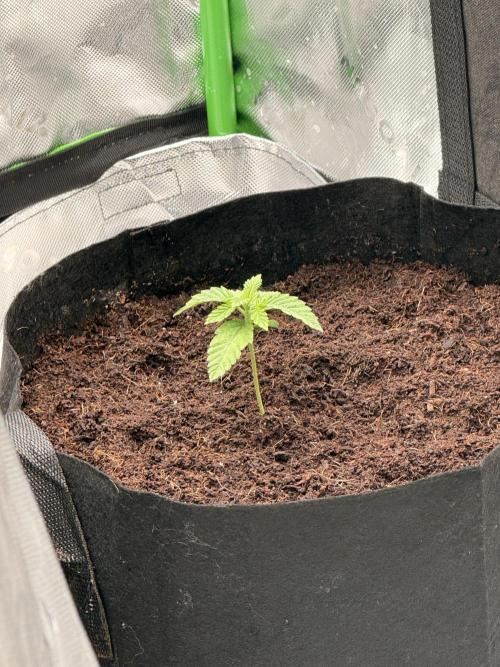 Lemonpaya coco fall 2025. Week 2