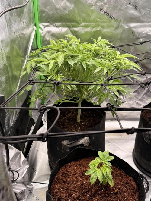 mellowz* grape gas x spritzer 2025. Week 7