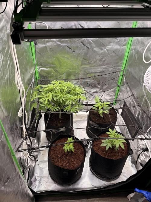 mellowz* grape gas x spritzer 2025. Week 7