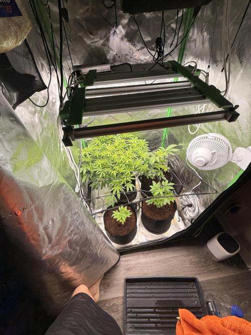 mellowz  2025 fresh frozen rosin run. Week 8