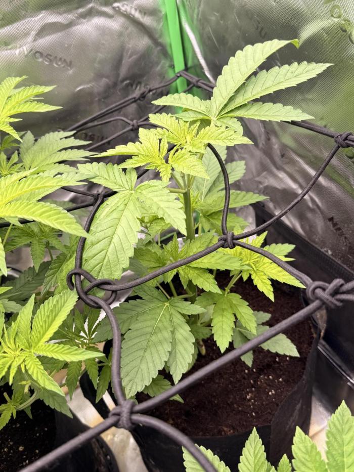 Lemonpaya coco fall 2025. Week 4